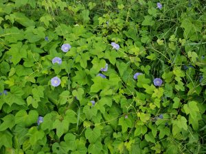 旧蓮台寺小学校で朝顔