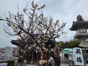 曩祖八幡宮の飛梅